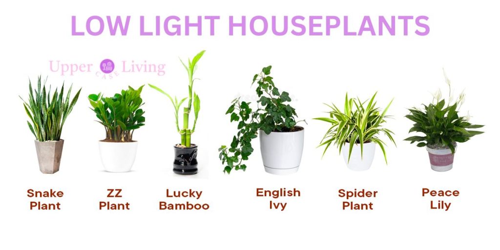low light houseplants